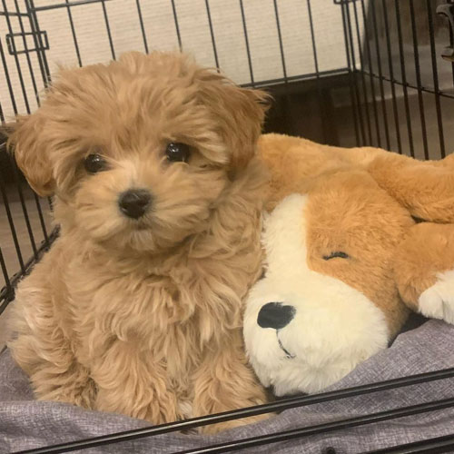 Maltipoo