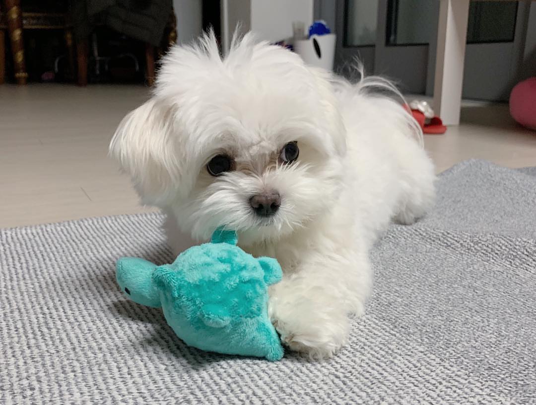 Maltese