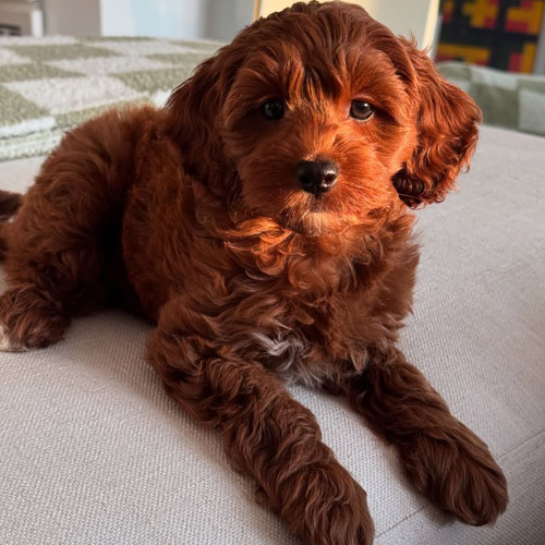 Cockapoo