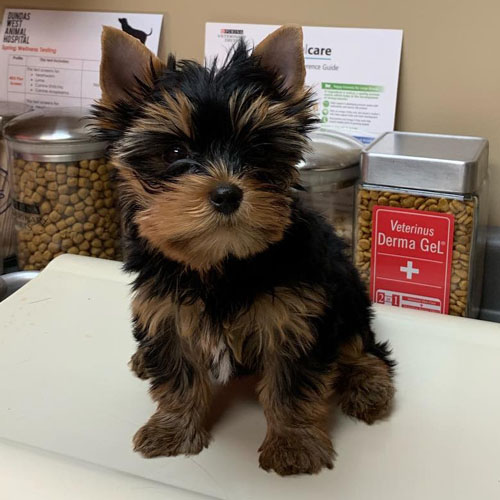 Yorkie