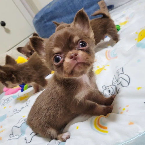 Chihuahua