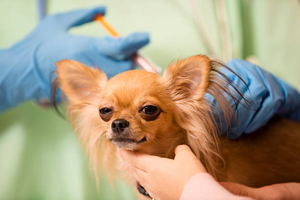 Pure Home Pets Health Guarantee